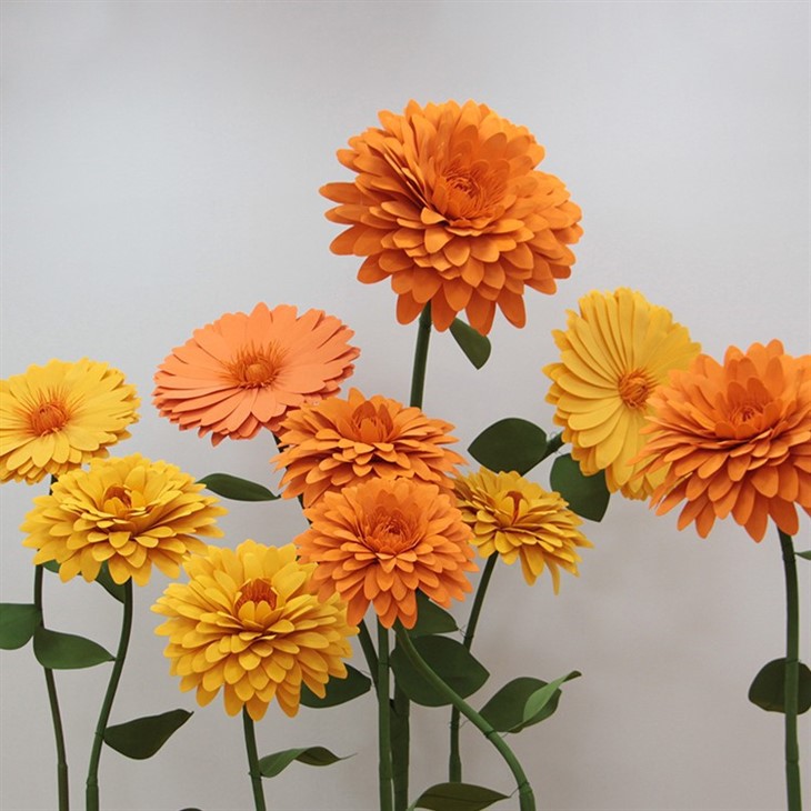 زهور الرغوة MARIGOLD