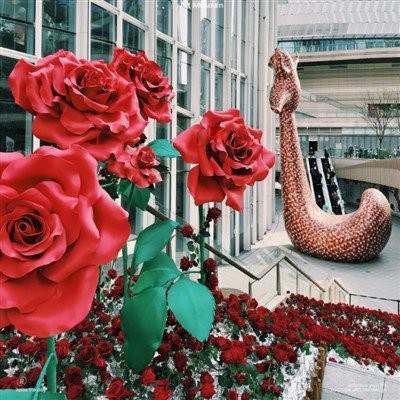 زهرة عيد الحب